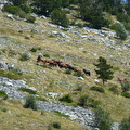 Zadar -Starigrad Paklenica